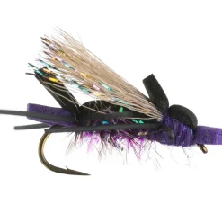 Amy's Ant 12-Pack