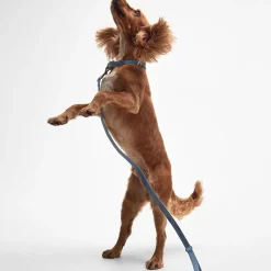 Leather Dog Lead